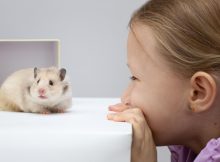Hamster sau porcușor de Guineea: Care este mai iubit de copii?