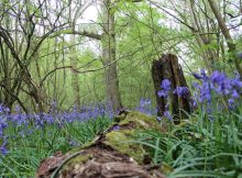 Pădurea Albastră: Transformare mistică în fiecare primăvară