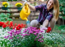 Flori rezistente la soare: ce plante să alegi pentru grădina ta?