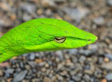 Ce înseamnă când visezi șarpe verde și ce indică acest simbol